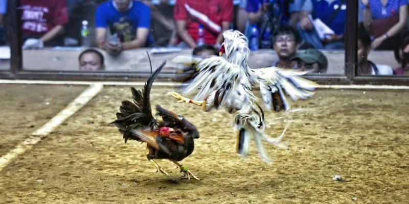 233 leyuan qq88 bắn cá