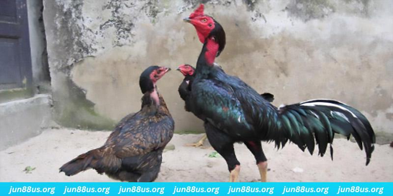 233 leyuan casino hồ tràm có cho người việt vào không